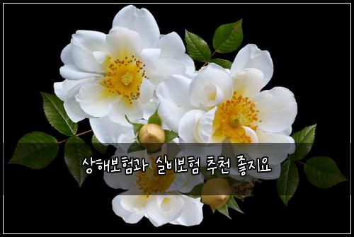 상해보험과 실비보험 추천 좋지요