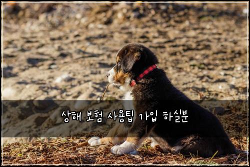 ์ํด ๋ณดํ ์ฌ์ฉํ ๊ฐ์
ํ์ค๋ถ