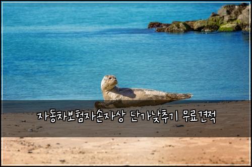 자동차보험자손자상 단가낮추기 무료견적