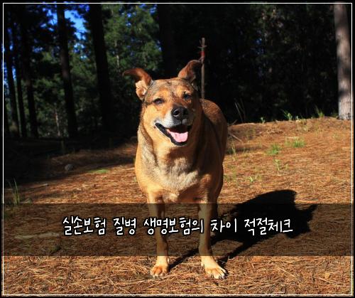 ์ค์๋ณดํ ์ง๋ณ ์๋ช
๋ณดํ์ ์ฐจ์ด ์ ์ ์ฒดํฌ