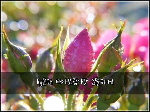 lig손해 태아보험이랑 심플하게