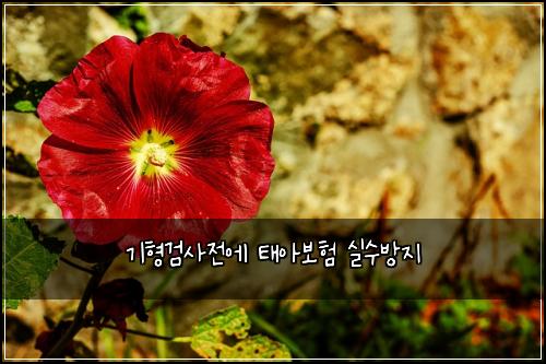 기형검사전에 태아보험 실수방지 