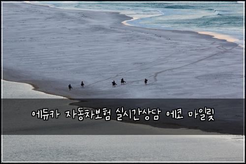 에듀카 자동차보험 실시간상담  에코 마일맂