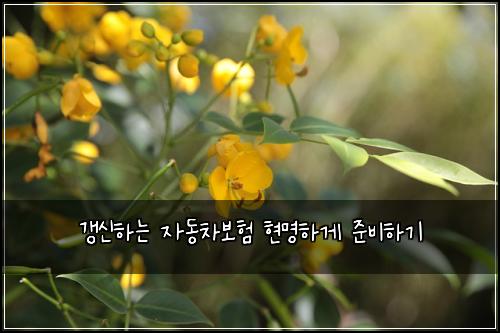 갱신하는 자동차보험 현명하게 준비하기