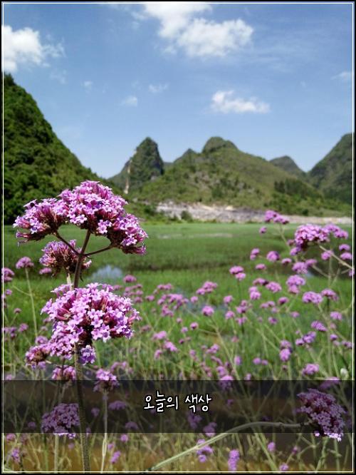 오늘의 색상