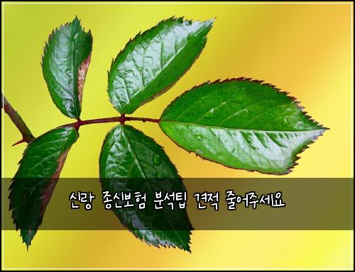 신랑 종신보험 분석팁  견적 줄어주세요