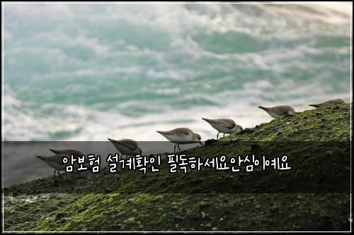 암보험 설계확인  필독하세요안심이예요