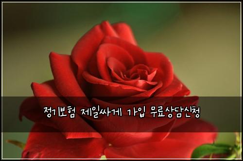 정기보험 제일싸게  가입 무료상담신청