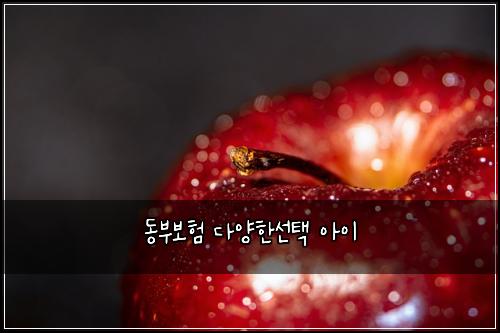 동부보험 다양한선택  아이