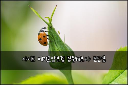 ์ฌ์ดํธ ๋ฉ๋ฆฌ์ธ ์๋ณดํ ์ง์คํด๋ณด์ ์ง๋จ๊ธ