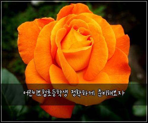 ์ด๋ฆฐ์ด๋ณดํ์ด๋ฑํ์ ์ ํํ๊ฒ ์ค๋นํด๋ณด์