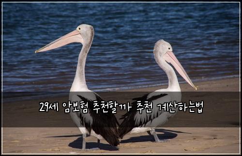 29세 암보험 추천할까  추천 계산하는법