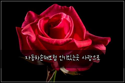 자동차손해보험 인기있는곳  사랑으로