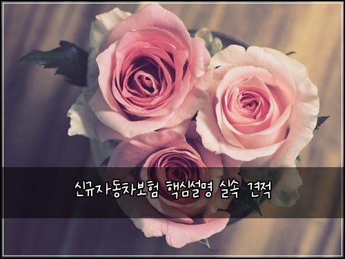 신규자동차보험 핵심설명  실속 견적