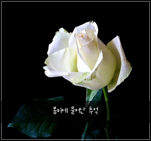 봄비에 묻어난 추억