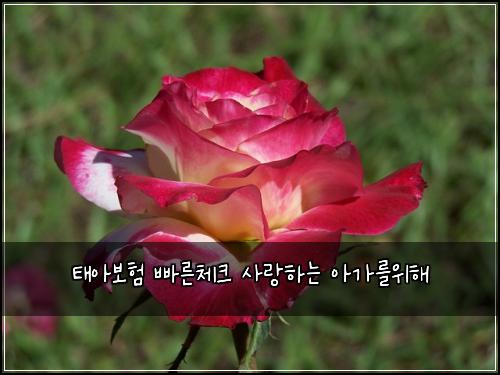 태아보험 빠른체크  사랑하는 아가를위해