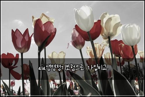 aia생명정기보험으로 가입비교
