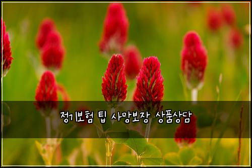 정기보험 팁  사망보장 상품상담