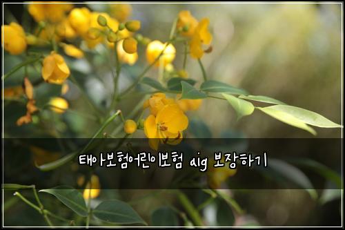 νμ보νμ΄λ¦°μ΄λ³΄ν aig 보μ₯νκΈ°