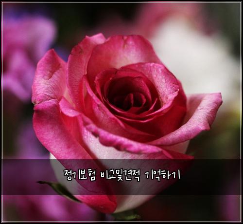 정기보험 비교및견적  기억하기