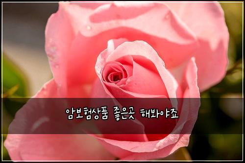 암보험상품 좋은곳 해봐야죠