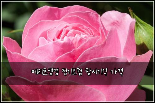 메리츠생명 정기보험 항시기억  가격