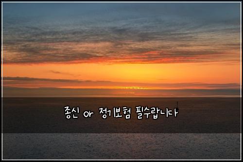 종신 or 정기보험 필수랍니다 
