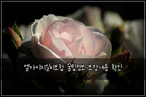 엘아이지실비보험 꿀팁정보  보장내용 확인
