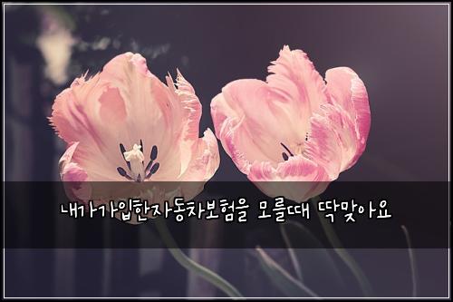 ๋ด๊ฐ๊ฐ์
ํ์๋์ฐจ๋ณดํ์ ๋ชจ๋ฅผ๋ ๋ฑ๋ง์์