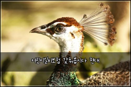 어린이실비보험 갖춰봅시다  현대