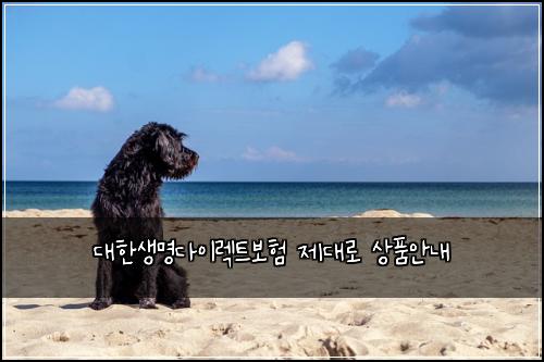대한생명다이렉트보험 제대로  상품안내