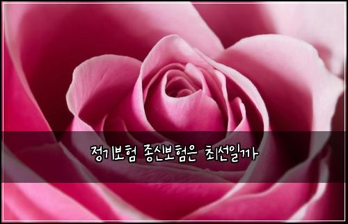 정기보험 종신보험은 최선일까