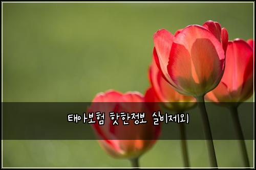태아보험 핫한정보  실비제외