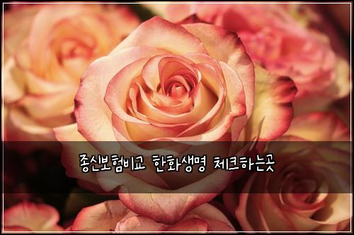 종신보험비교 한화생명 체크하는곳