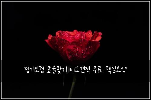 정기보험 효율찾기  비교견적 무료 핵심요약