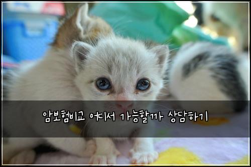 암보험비교 어디서 가능할까 상담하기