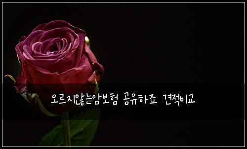 오르지않는암보험 공유하죠  견적비교