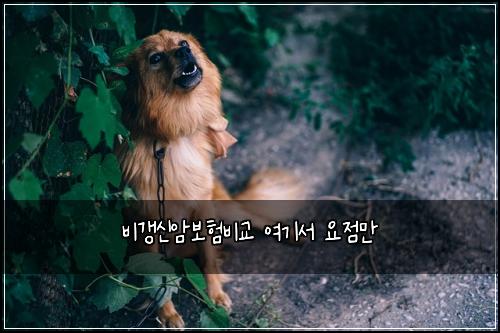 비갱신암보험비교 여기서 요점만