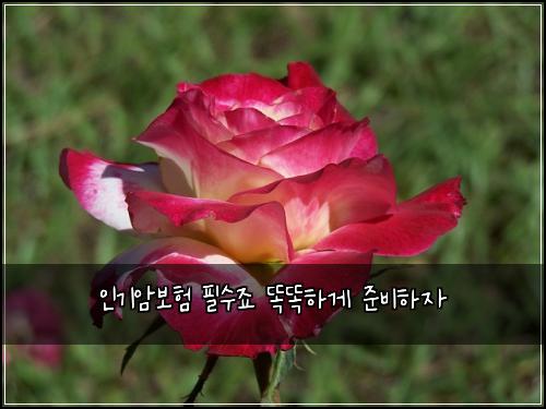 인기암보험 필수죠  똑똑하게 준비하자