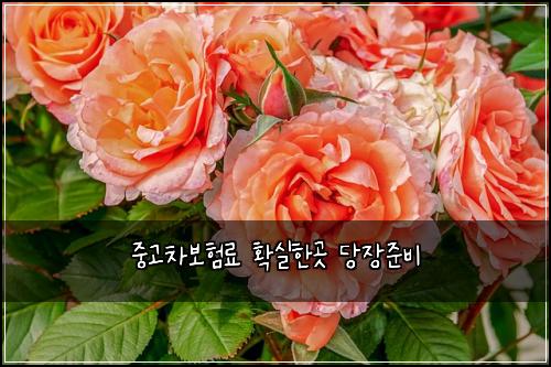 중고차보험료 확실한곳 당장준비