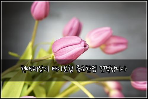 현대해상의 태아보험 중요한점  견적합니다