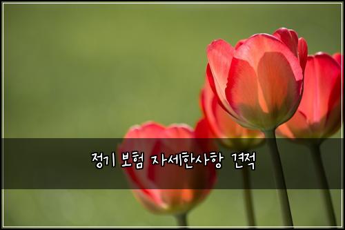 정기 보험 자세한사항  견적