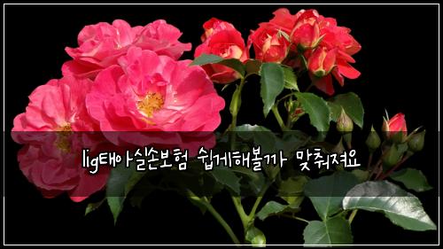 lig태아실손보험 쉽게해볼까  맞춰져요