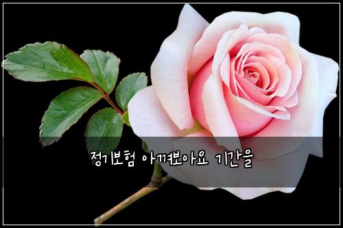 정기보험 아껴보아요  기간을