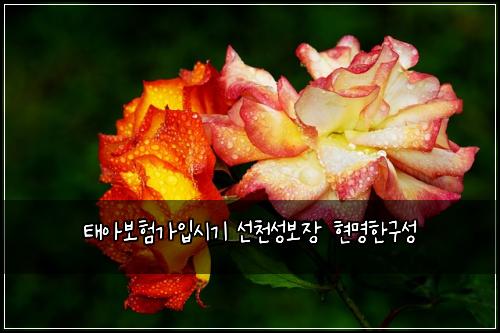 태아보험가입시기 선천성보장 현명한구성