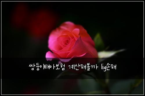 쌍둥이태아보험 계산해볼까  lig손해
