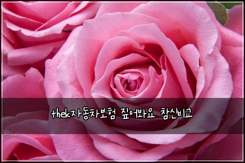 thek자동차보험 짚어봐요  참신비교