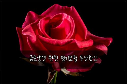 금호생명 윈윈 정기보험 무상확인 