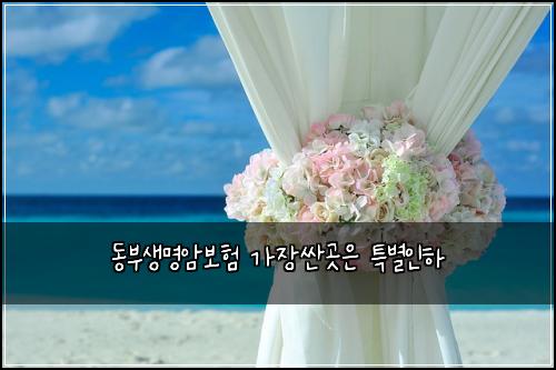동부생명암보험 가장싼곳은  특별인하