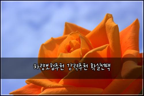 차량보험추천 강력추천 확실선택